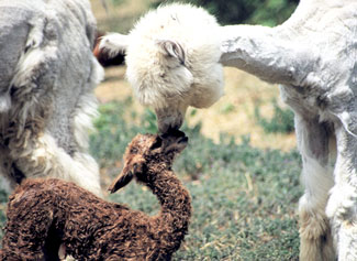 Alpaca farming Canada