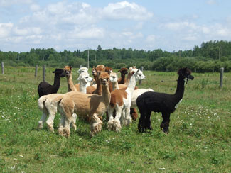 Alpaca farm in Ontario