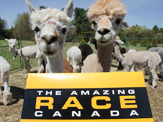Alpaca's on the Amazing Race Canada