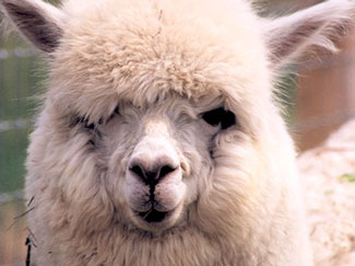 Alpaca Fibre