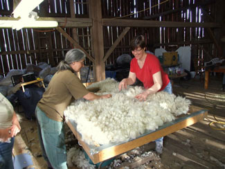 Alpaca Fibre