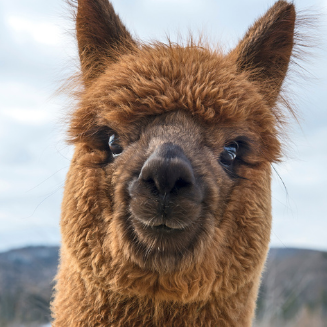 Alpaca Fibre Canada
